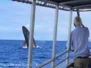 hang loose whale watch